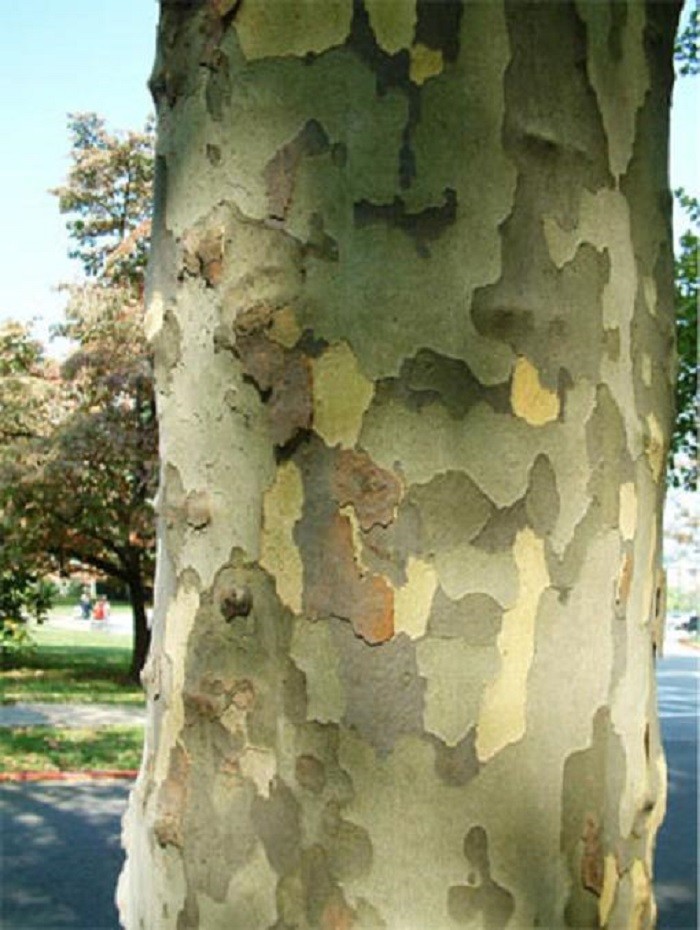 15-20” tall American Sycamore Tree – Platanus occidentalis 1 year old tree