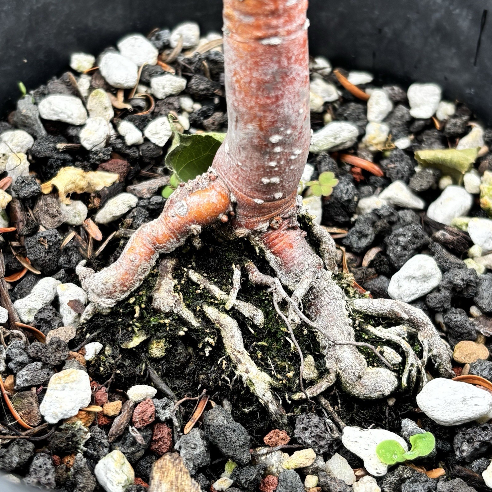 Korean Fir “silberlocke” bonsai, Beautiful Reddish Bark, Very Healthy!