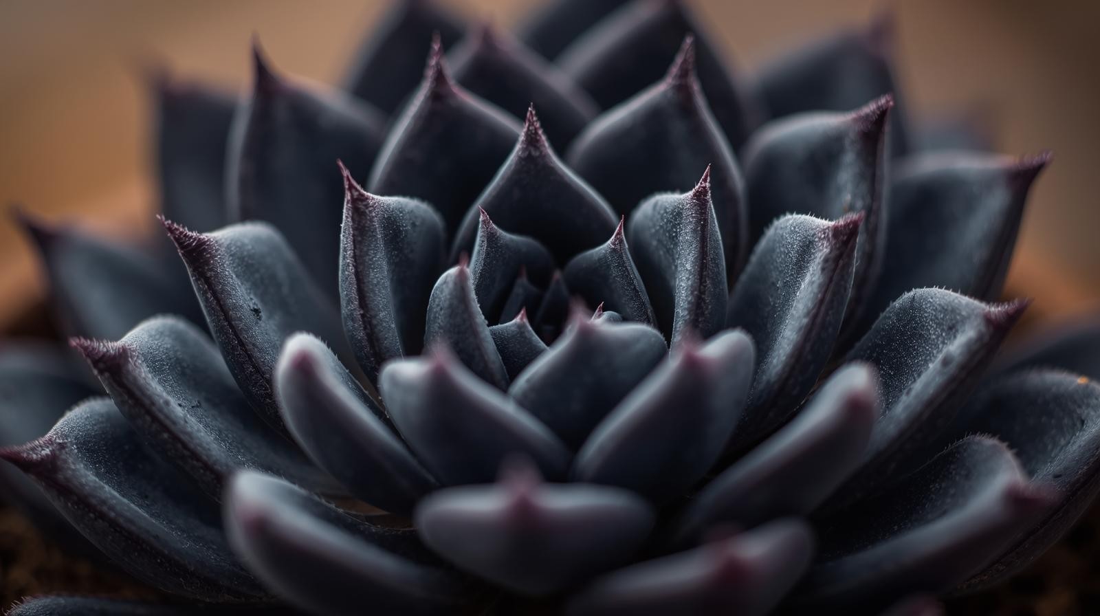 Echeveriaaffinis Black Knight