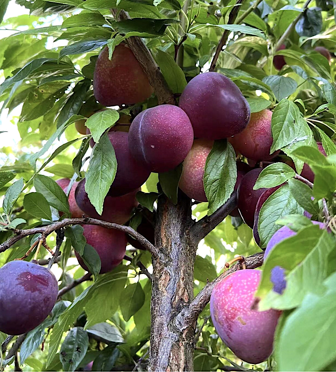 Dwarf Beauty Plum Tree, Self-fruitful, 36″ Tall