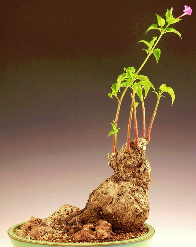 Caudex MIRABILIS JALAPA exotic fragrant bonsai rare plant flower seed 50 seeds