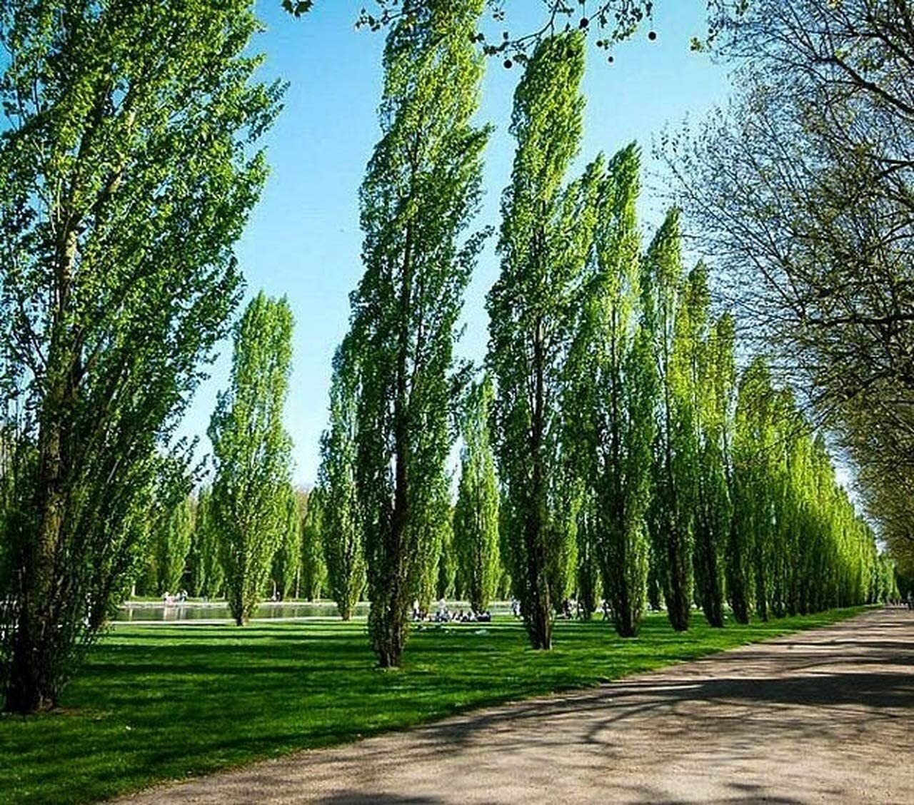 5 Lombardy Poplar Trees – Rare and Unique Privacy Tree – Very Fast Growing