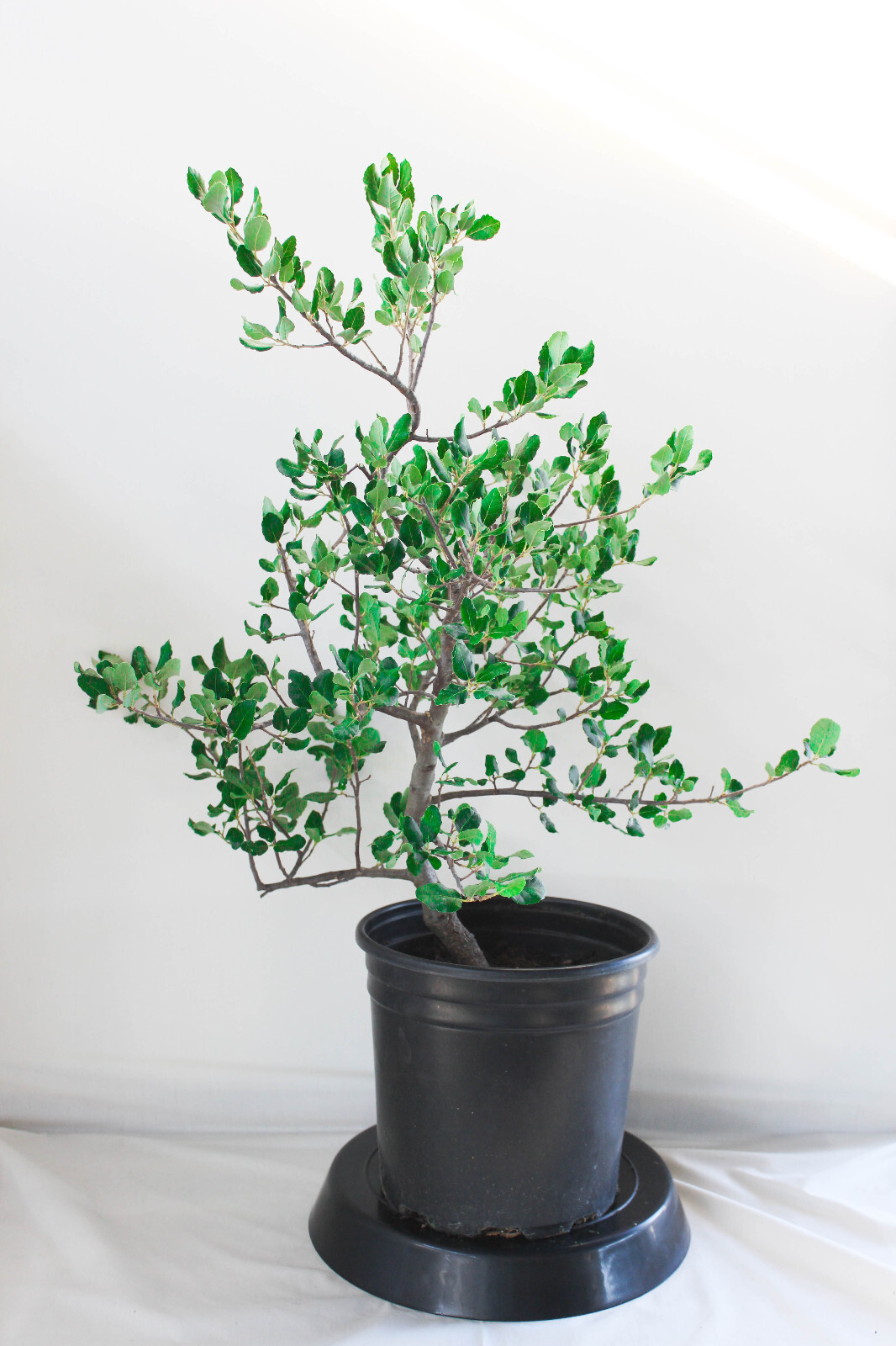 Cork Bark Oak Pre-Bonsai Tree – 2 Gallon