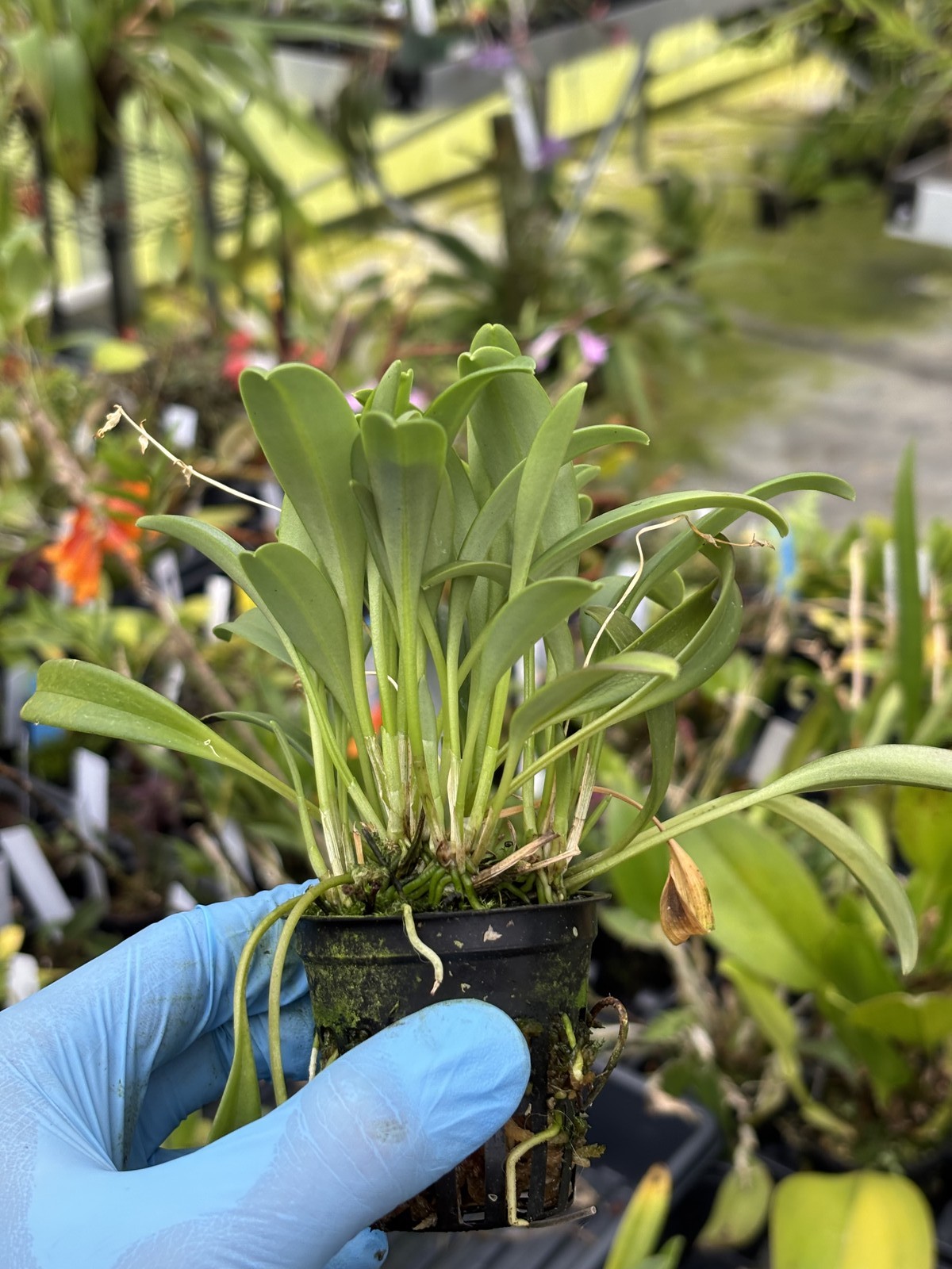 Masdevallia abbreviata bloom size miniature EASY orchid species