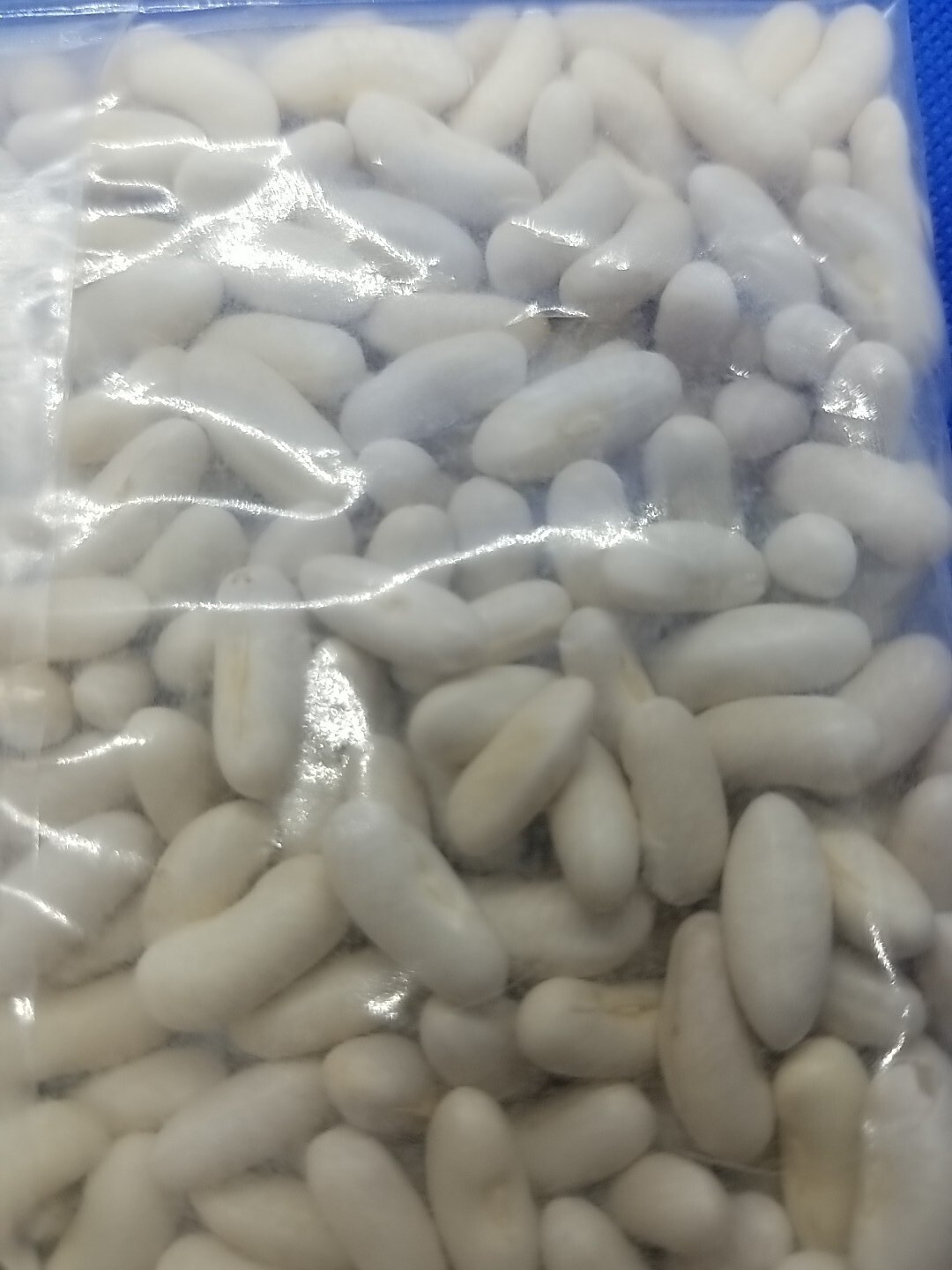 20 Blue Lake Bush 274 Green Bean Seeds, NON-GMO, Heirloom, Fresh Seed For 2025