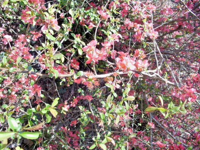 15 PINK LADY JAPANESE QUINCE SEEEDS – Chaenomeles speciosa ” Pink lady “