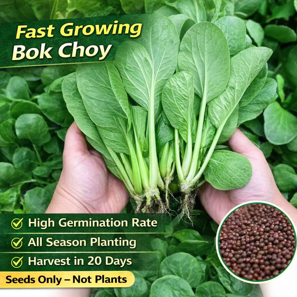 Bok Choy Seeds Baby Chinese Cabbage Seeds Heirloom 50/100 Pcs（Seeds only）