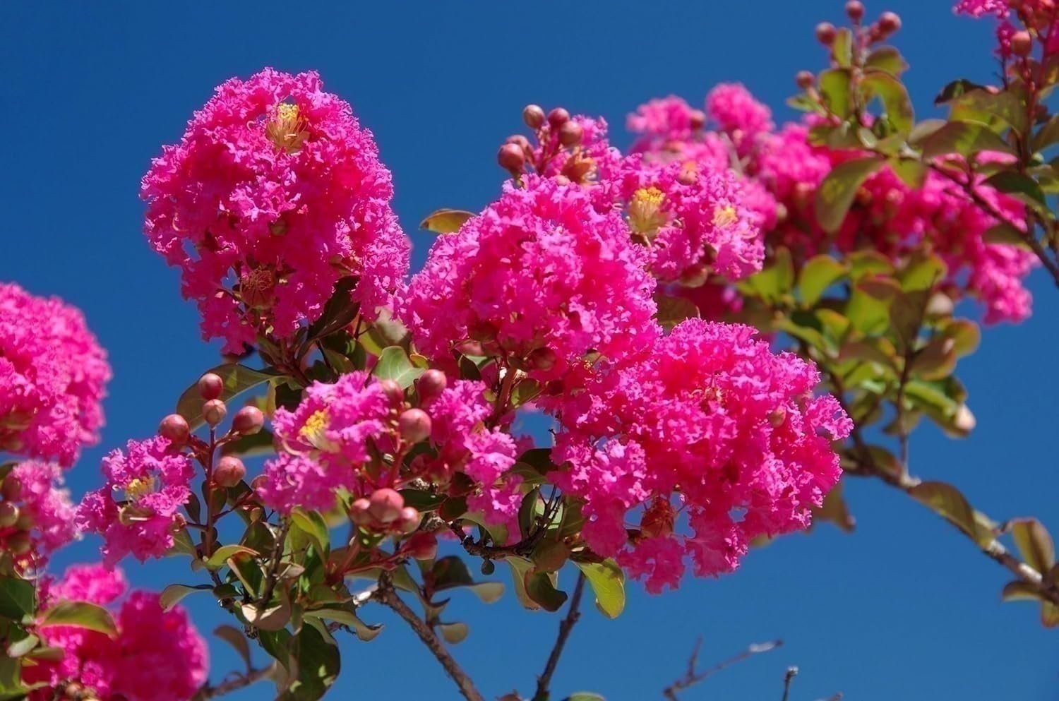 Crape Myrtle Tonto | 3 Gallon | Lagerstroemia indica | Flowering Tree Plant