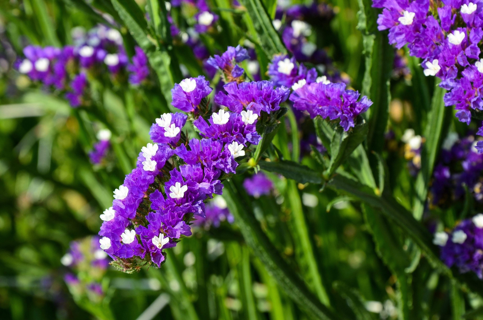 50 PURPLE STATICE / SEA LAVENDER Limonium Sinuatum Flower Seeds *Comb S/H