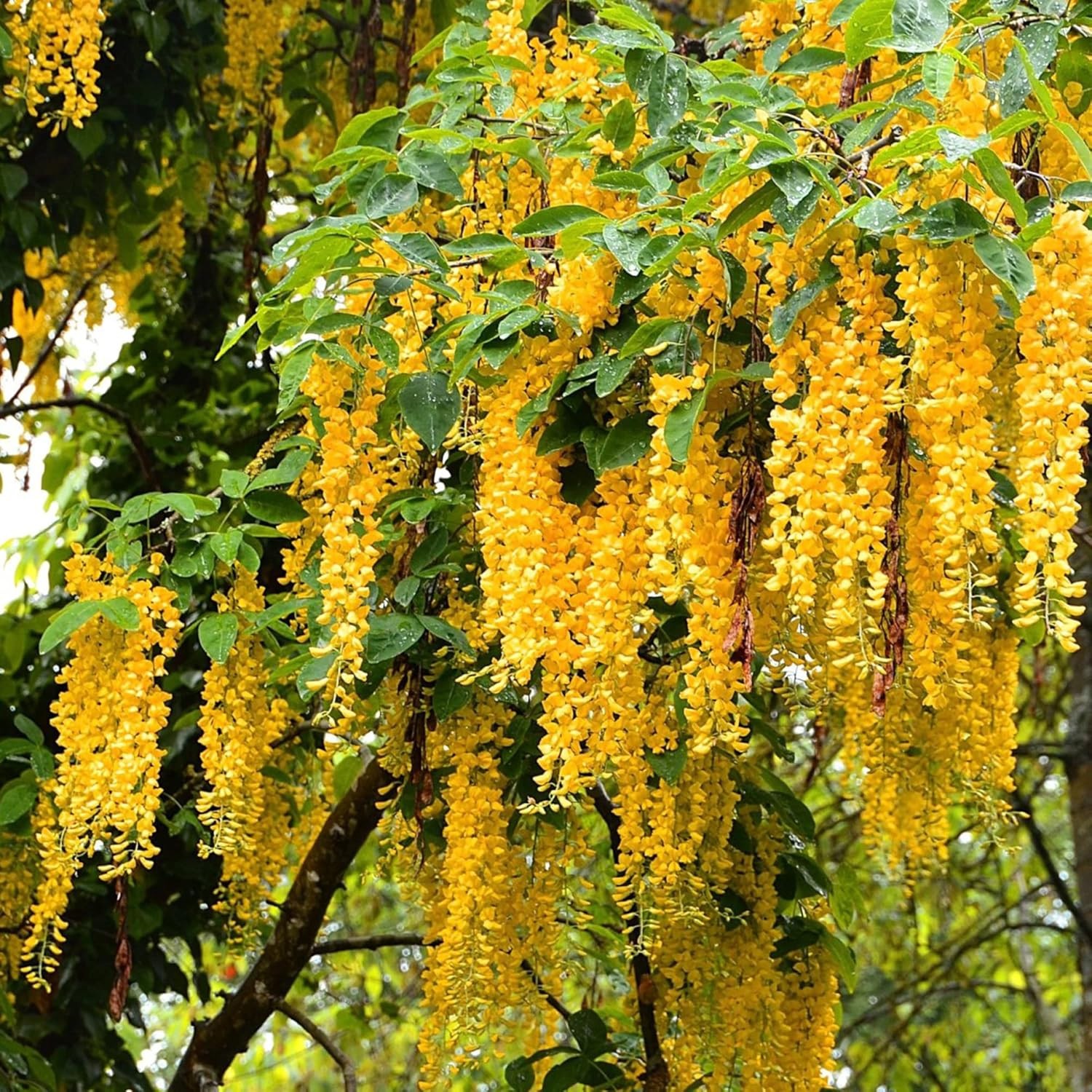 3 SUPER RARE True Yellow Wisteria Unrooted Cuttings Vine Tree. Fresh Cuts