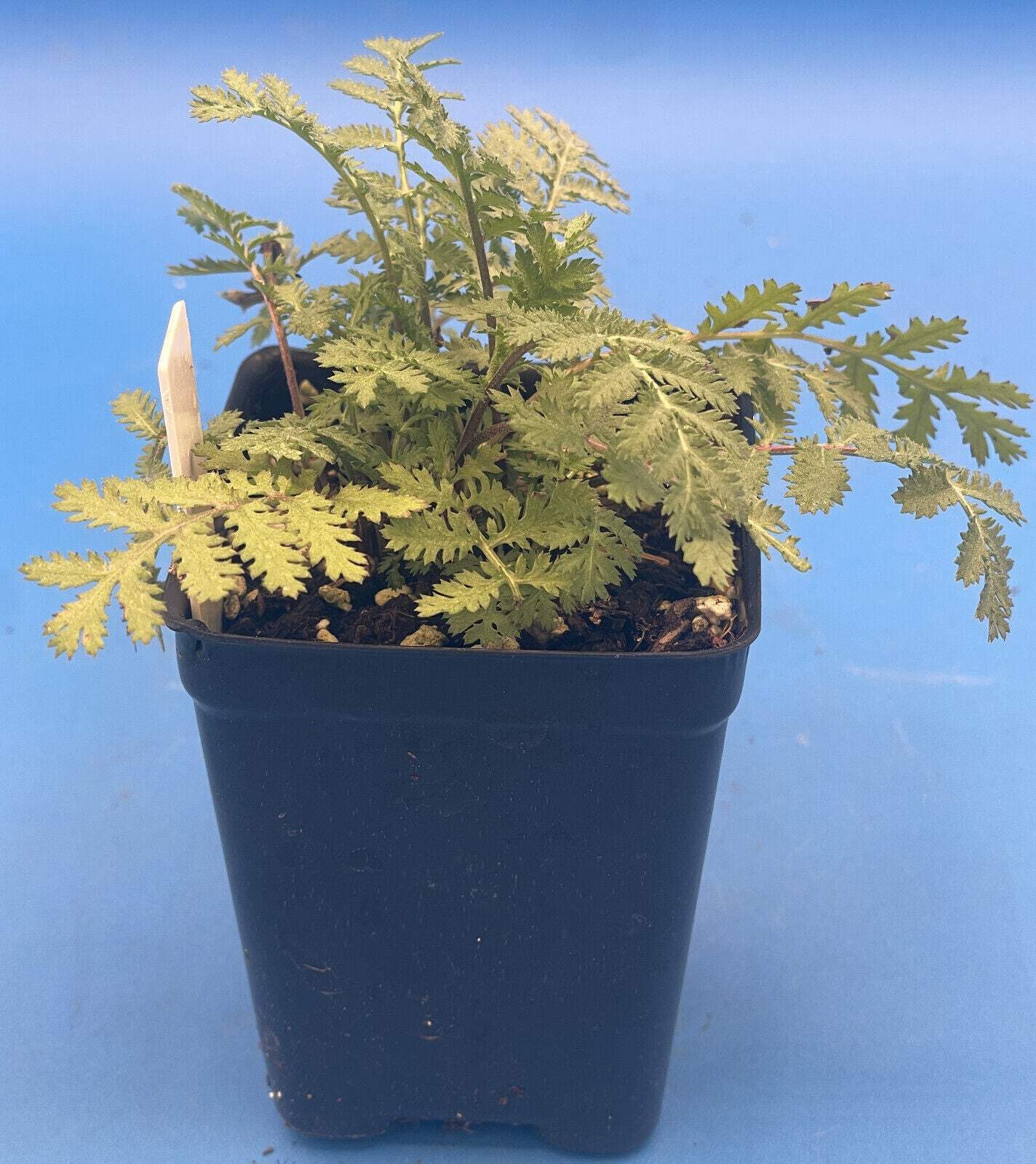 Tansy Live Plant 3″ Starter Pot – Tanacetum vulgare