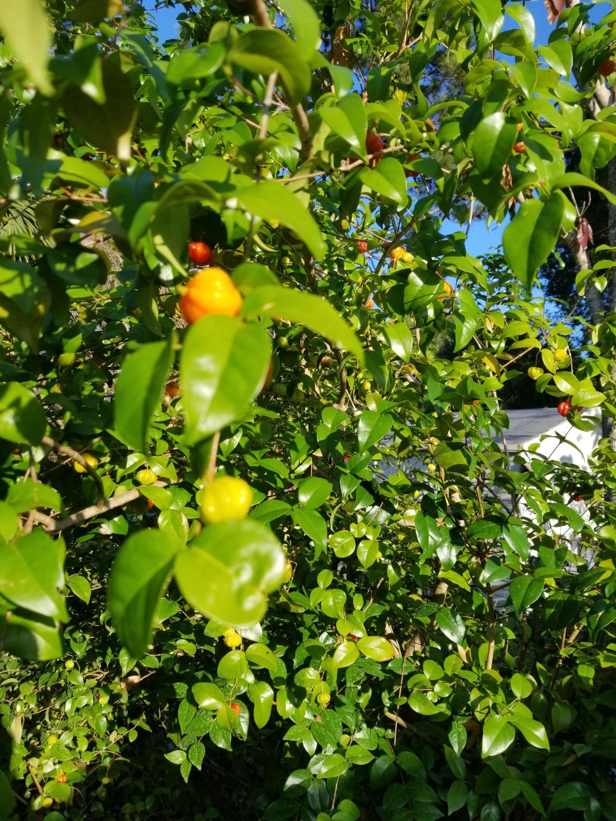 10 Red Surinam Cherry Seeds, Pitanga Eugenia Uniflora 2026 Fruit Hedge