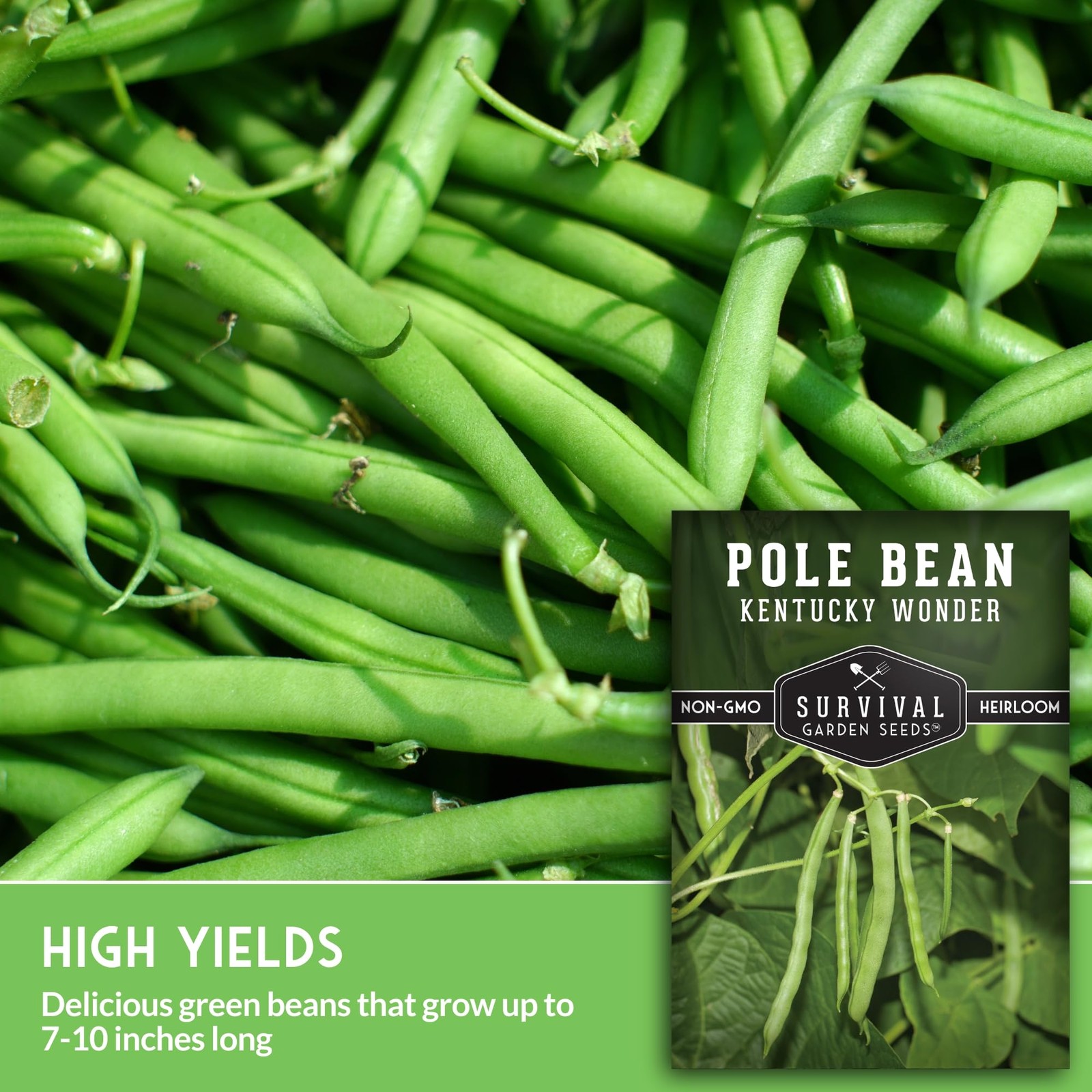 Kentucky Wonder Pole Bean Seeds for Planting – Heirloom Climbing Green