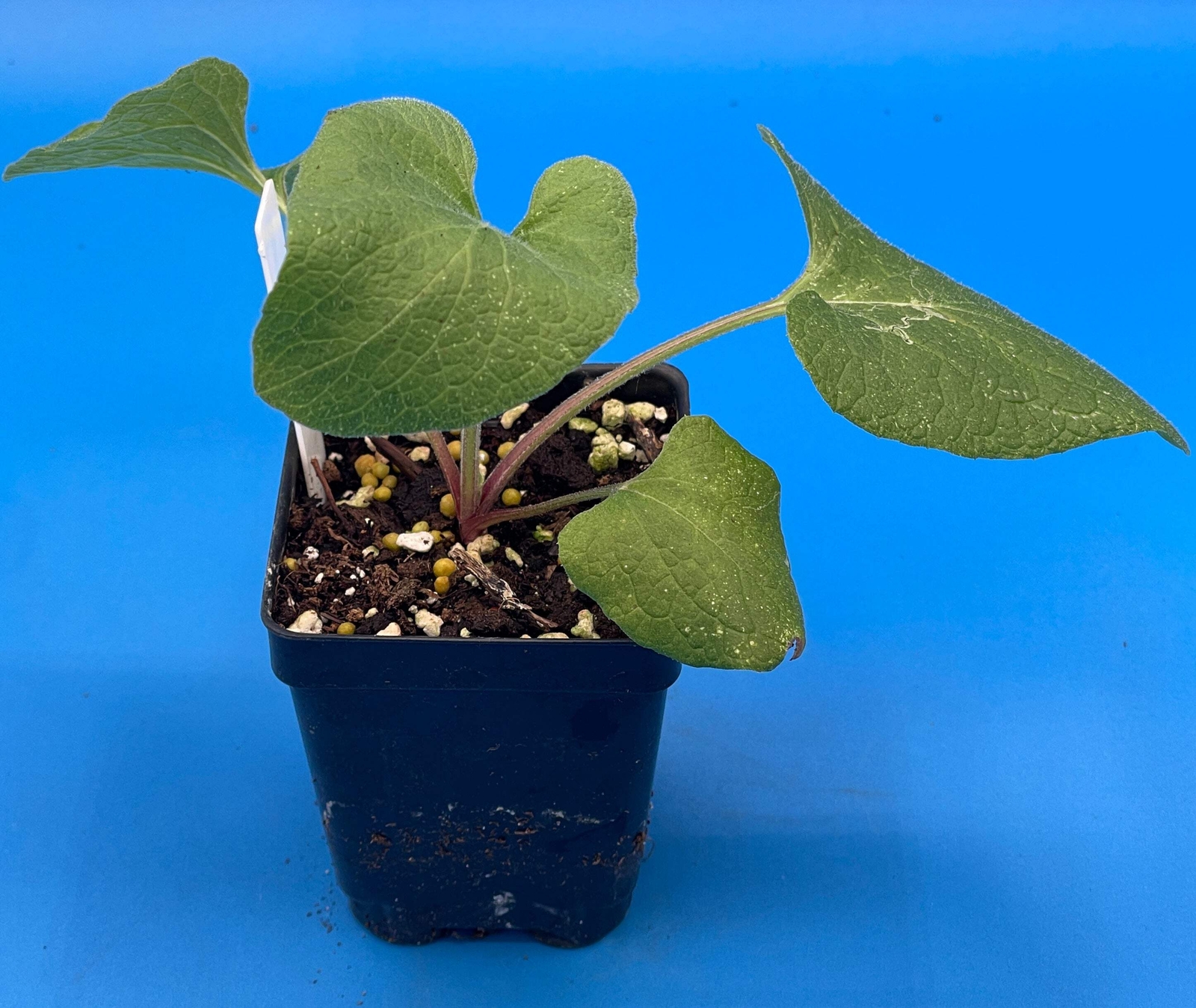 Burdock Starter Plant – Gobo – Arctium lappa