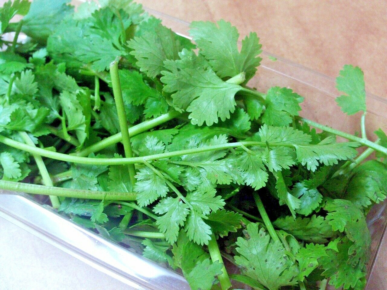 61+CILANTRO Seeds Coriander Salsa Tex Mex Kitchen Summer Garden Container Herb