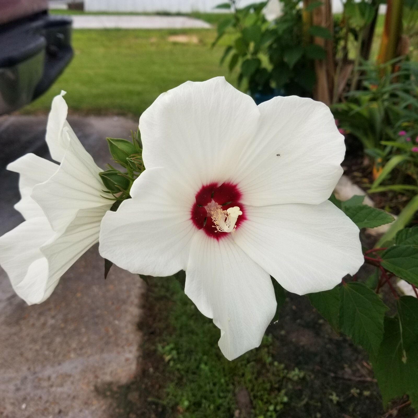 20 Fresh Luna White Perennial Hardy Hibiscus Rose Mallow Seeds