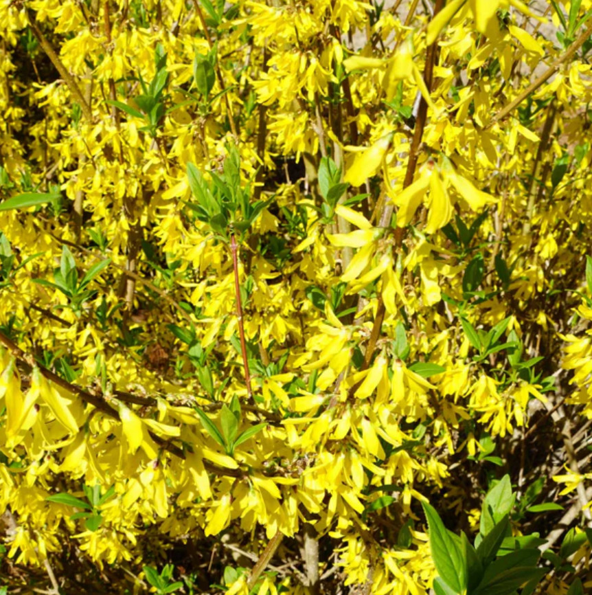 Live Lynwood Gold Forsythia Plant, 4″ Pot, Bright Yellow Spring Flowering Shrub