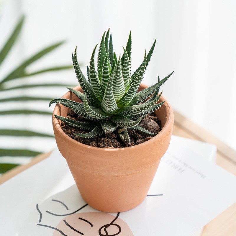 Rare Succulent Plants | Live House Plants for Home Office and Garden Decor