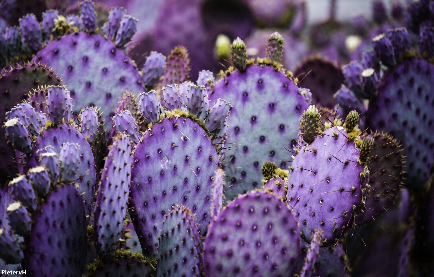 10 Purple Cactus (Opuntia santarita) Prickly Pear Fruit Rare, Fast, Hardy-Zone 7