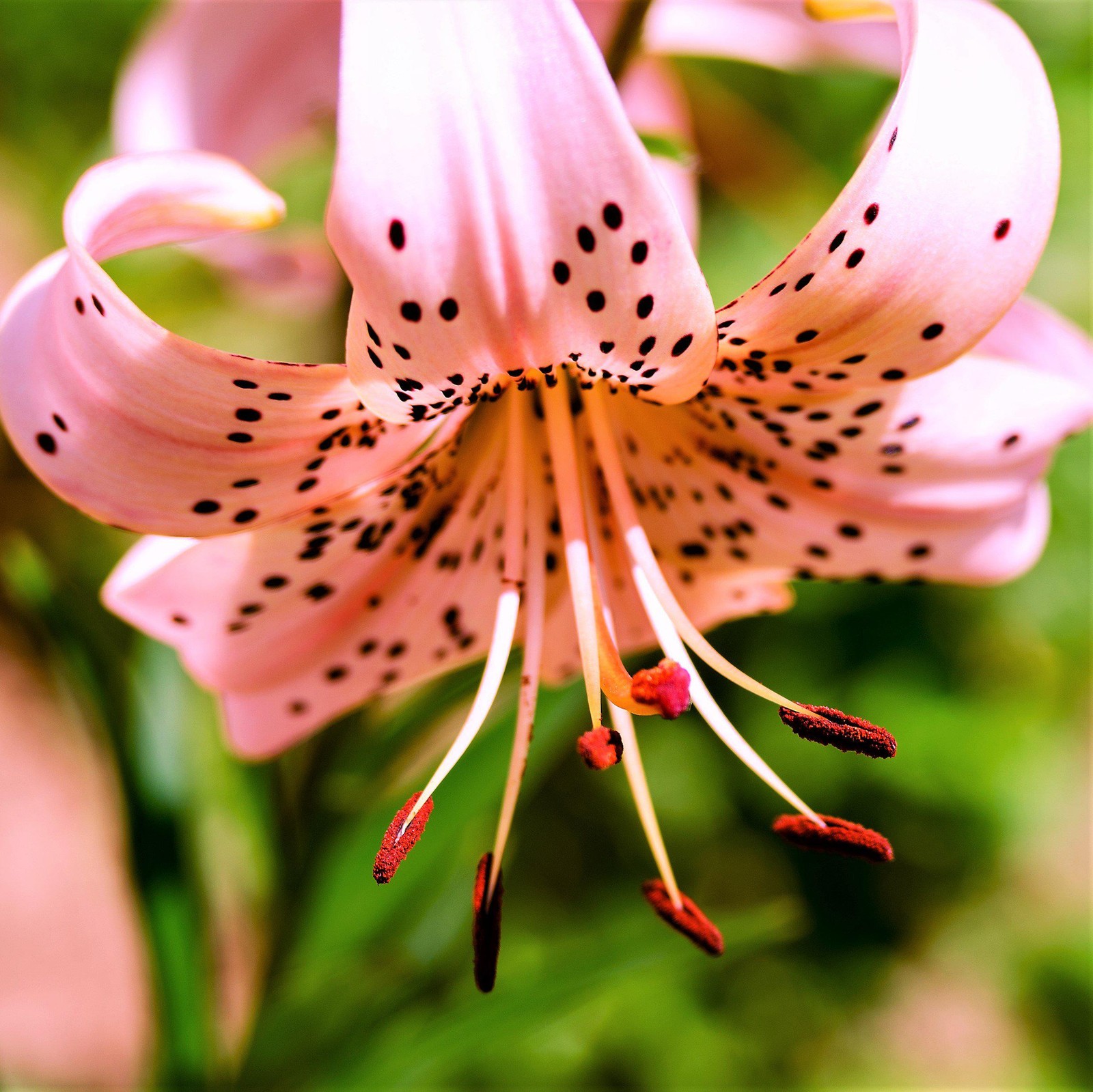 Lilium Wild About Tiger Lily Mix 6 Flower Bulbs – Summer Colorful Blooms