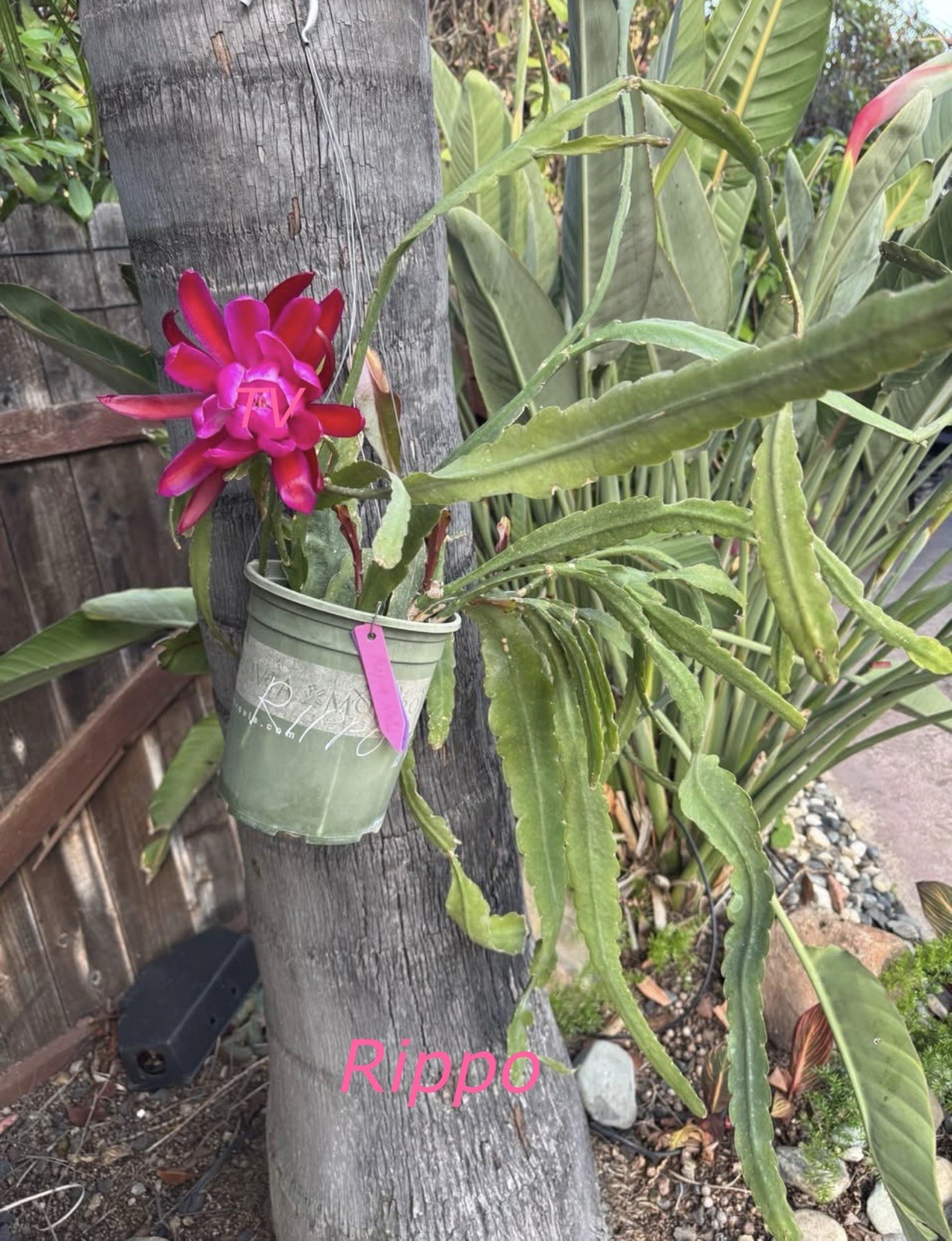 Rare ‘Rippo’ Orchid Cactus (Epiphyllum) Fresh Cutting, 7-10in long