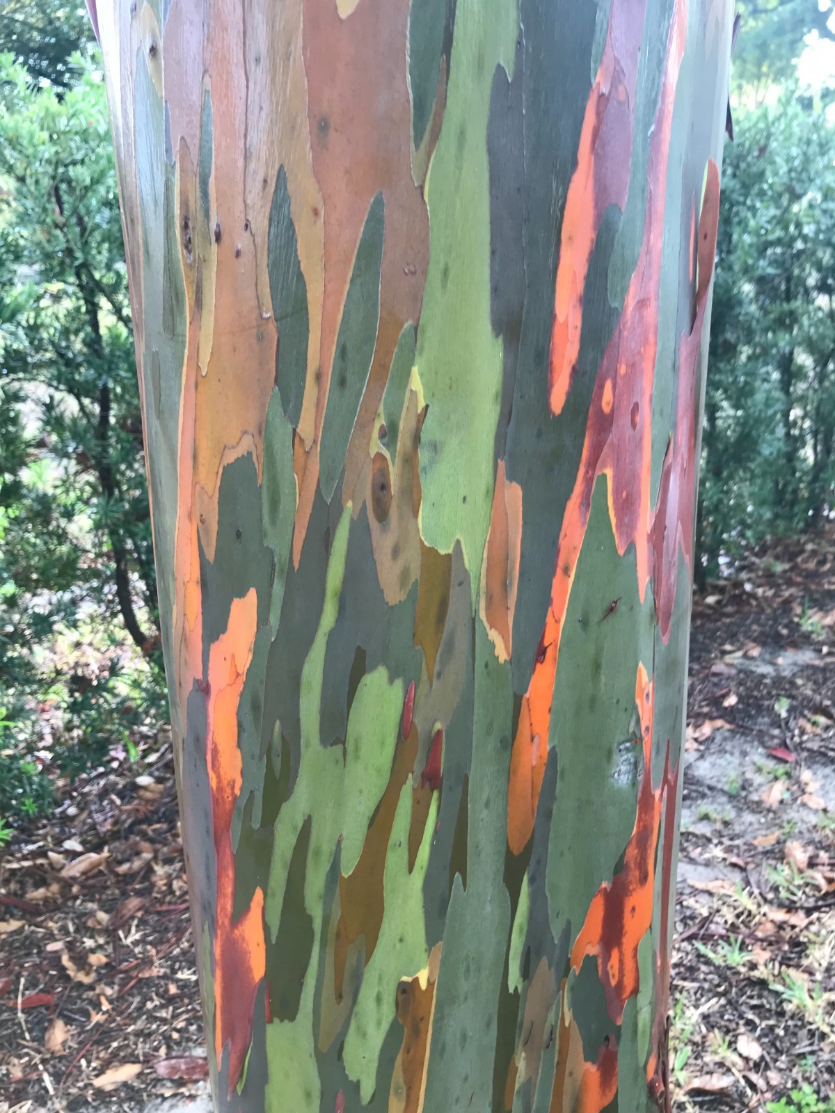 Rainbow eucalyptus seedling 12 to 20 inches tall shipped in 4 inch pot with soil