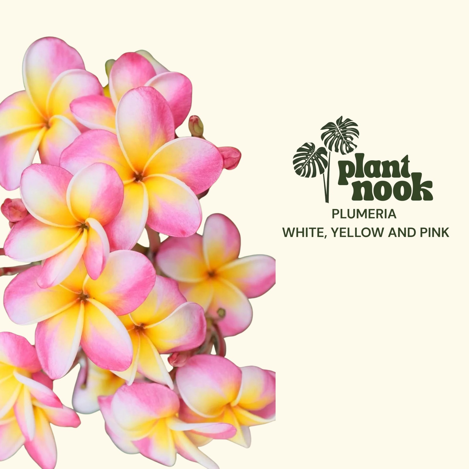PLANT NOOK Plumeria Live Cutting 3-Pack | White Yellow and Pink Plumeria
