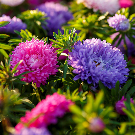 Aster DWARF COLOUR CARPET Mix Low Grow Dwarf Double Compact Non-GMO 200 Seeds