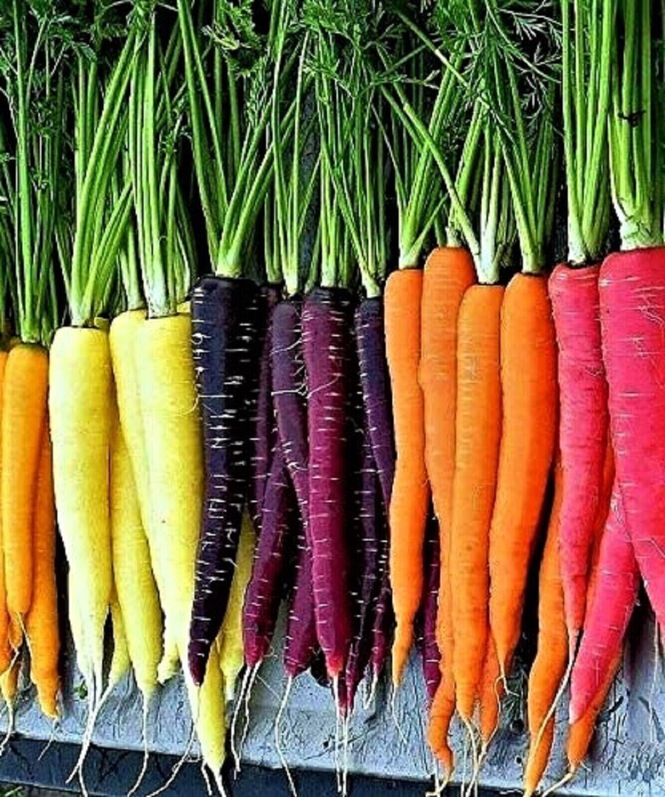 200+ Rainbow Carrot Blend Mix Seeds – NON GMO – HEIRLOOM – ORGANIC — FRESH