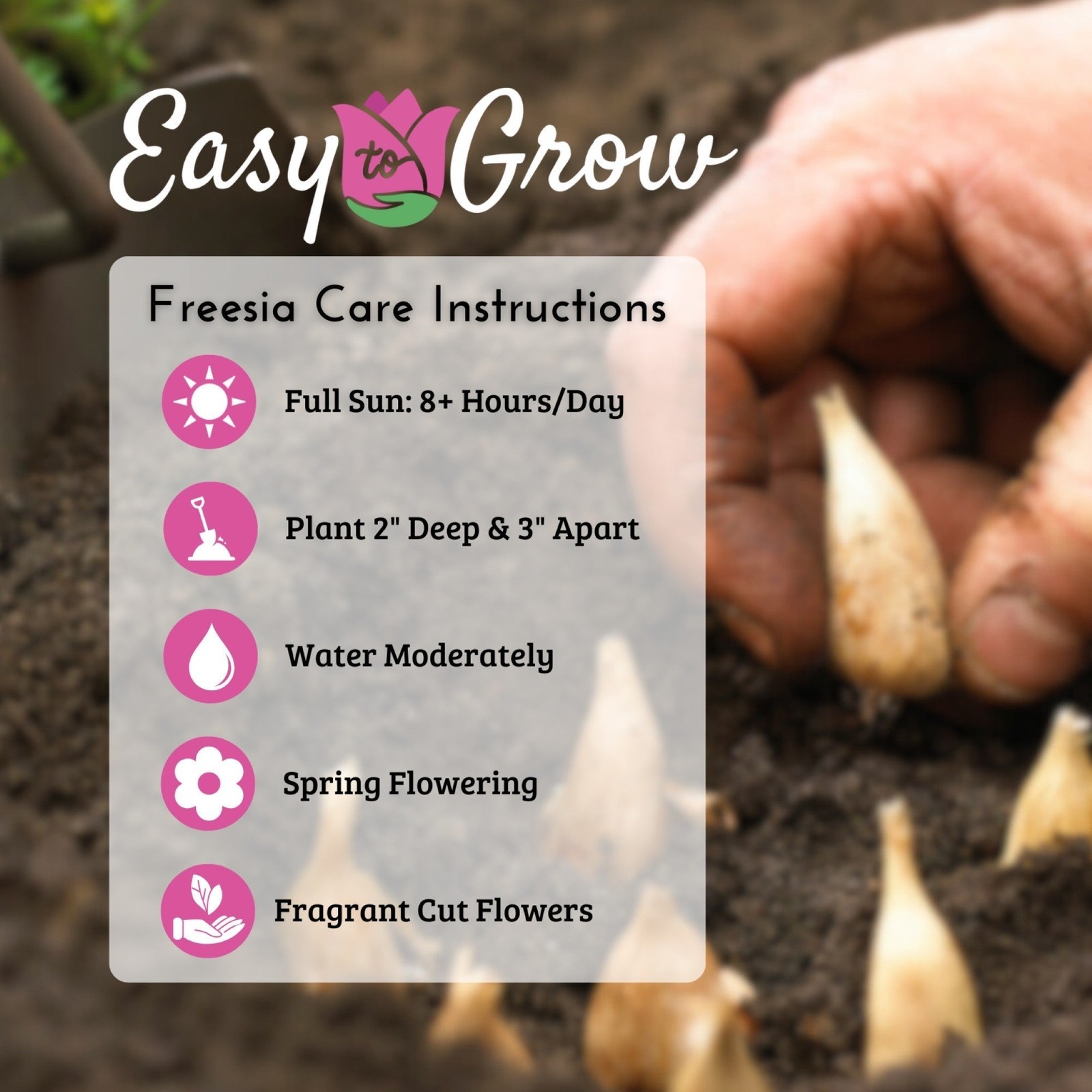 Freesia Cottage Garden Collection 60 Bulbs, Multicolor Spring Flowers in Sun