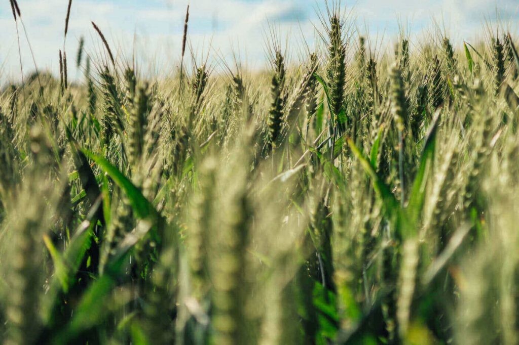 1000+ Einkorn Wheat Seeds – Heirloom – Organic – Non Gmo —– THE NEW OLD WHEAT