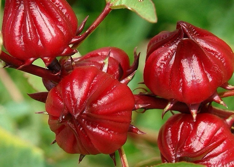Roselle – Hibiscus Sabdariffa – 50 Seeds 2026 – USA