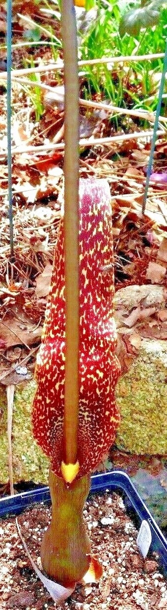 2 SAUROMATUM VENOSUM , Voodoo Lily (Amorphophallus, Arisaema)