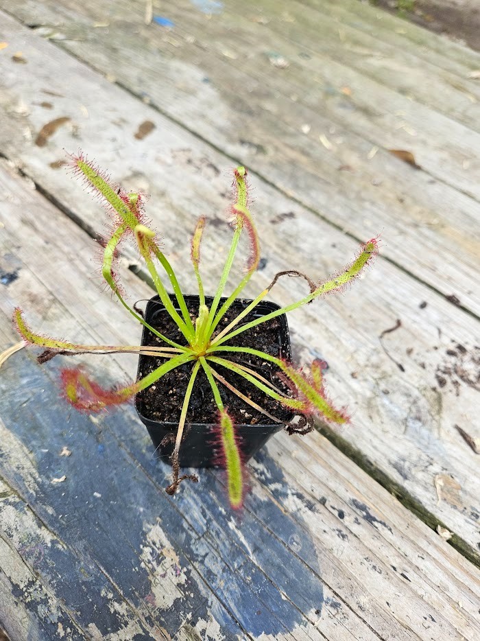Single live Drosera capensis (cape sundew) potted complete plant kit