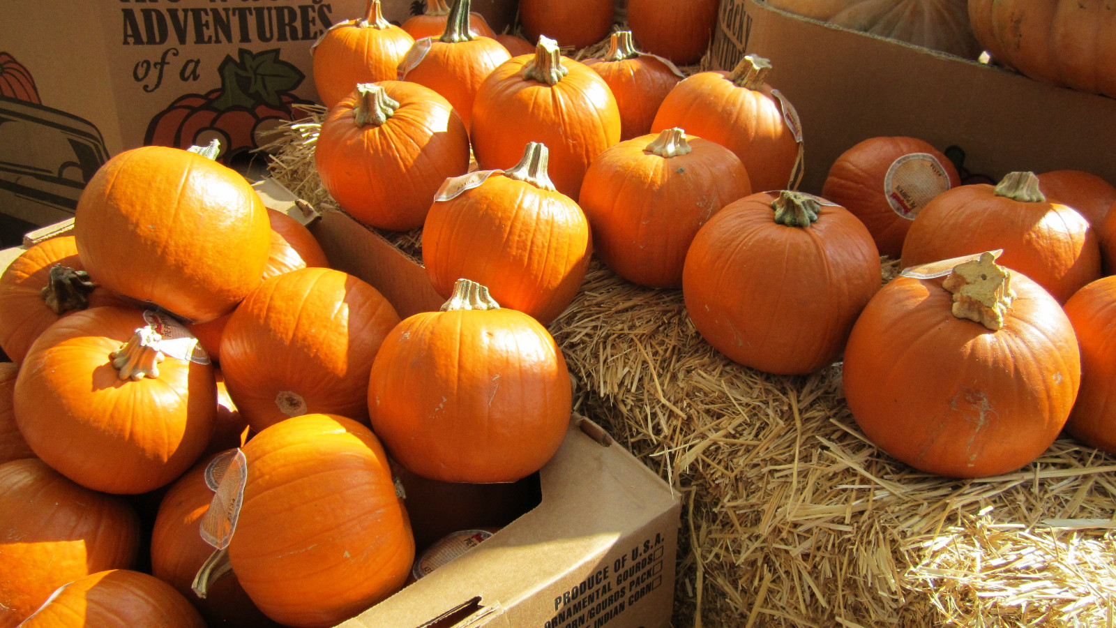 SUGAR PIE PUMPKIN SEEDS * SWEET FOR PIES * SMALL & ROUND * 7 SEEDS *