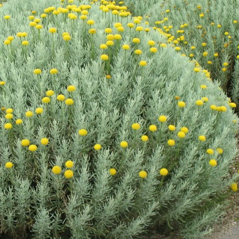 Gray Santolina Live Plant – 1 Gallon Pot – Fully Rooted Evergreen Shrub