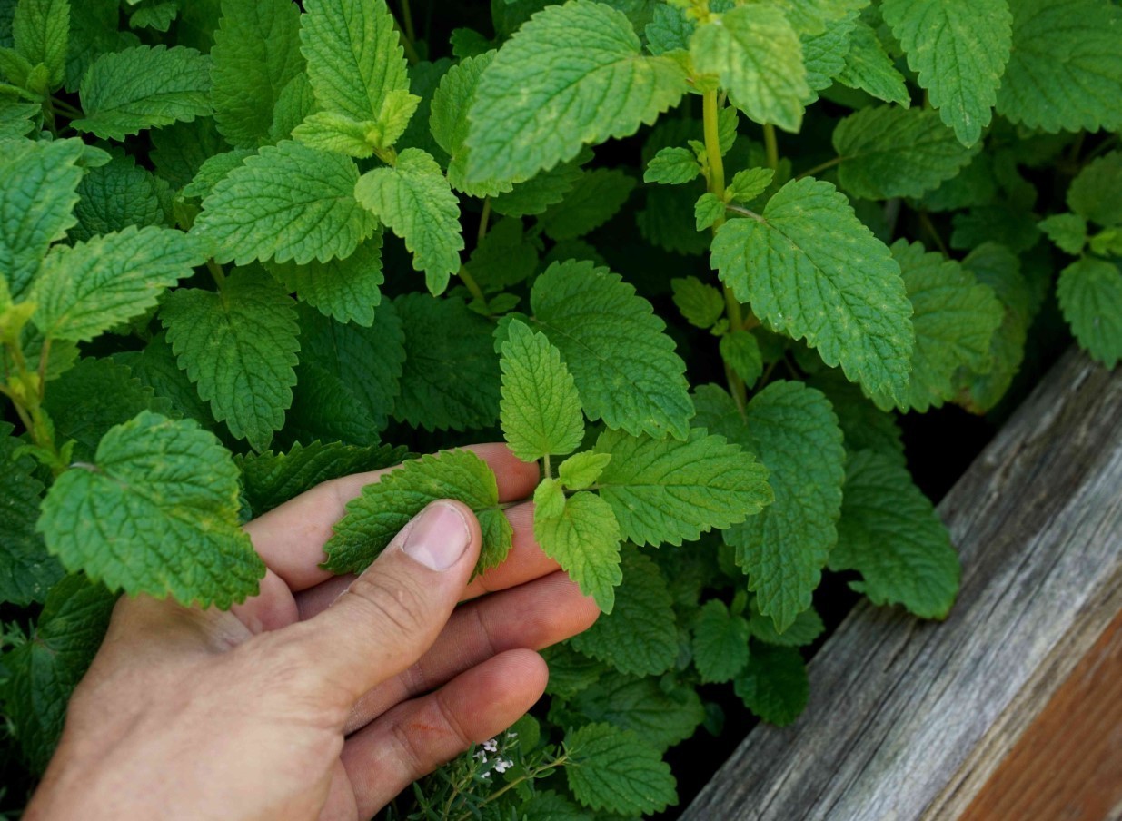 Lemon Balm Live Starter Plants – 3-6″ Tall – Fragrant Perennial Herb – Zones 4-9