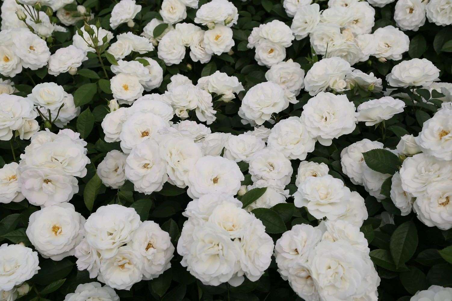 Veranda® White Shrub Rose – Live Plant ( 1 QT ) – Repeat Blooms