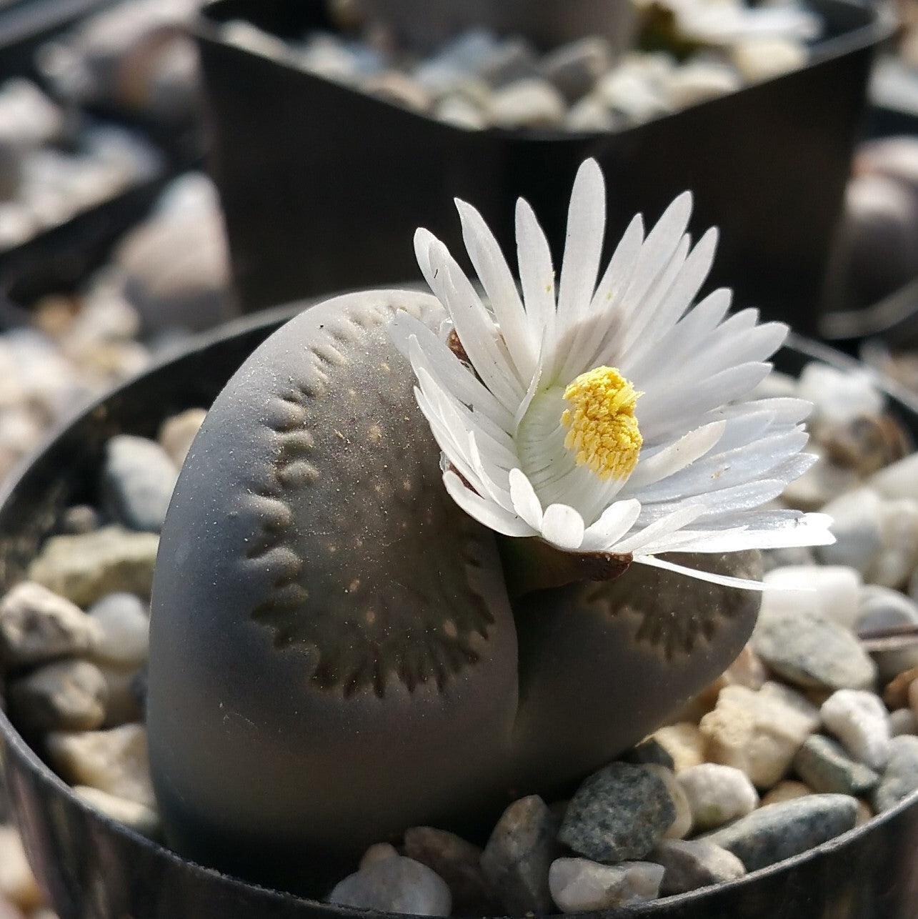 Lithops living stones cactus Cacti Succulent real live plant