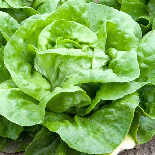 White Boston Lettuce Seeds | 500 – 10,000 Seeds | Non-GMO | Free Shipping | 1105
