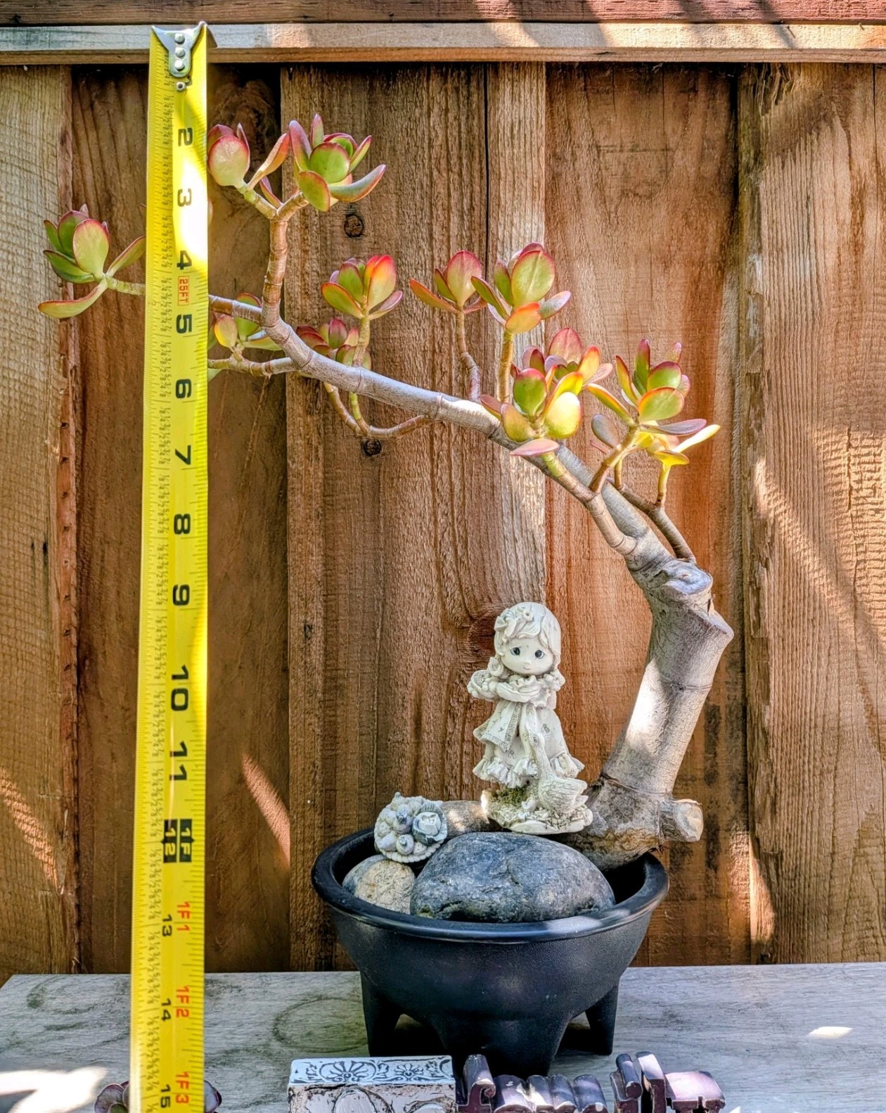 Jade Plant Thick Trunk Desktop Non Drilled Hole Bonsai @Door Pickup Zip Is 94538