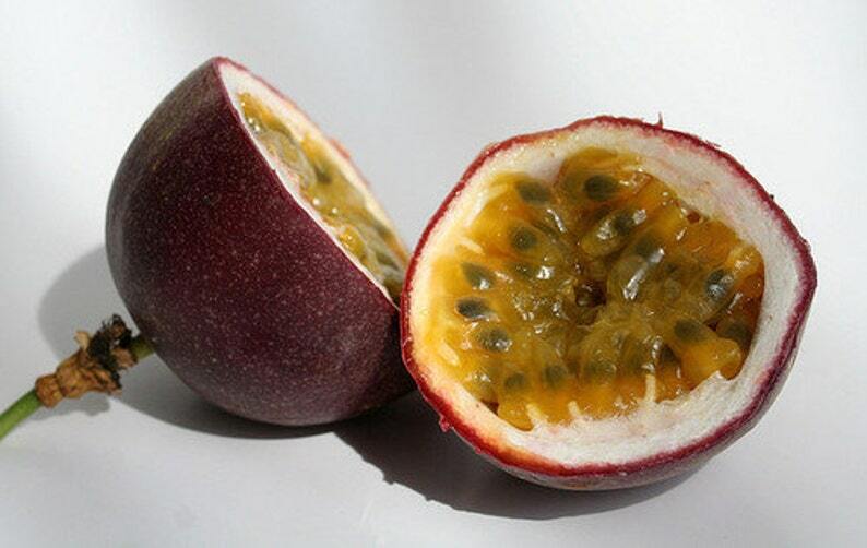 ~POSSUM PURPLE Passion Fruit~Live Starter Plant ~Passiflora edulis~ Self Fertile