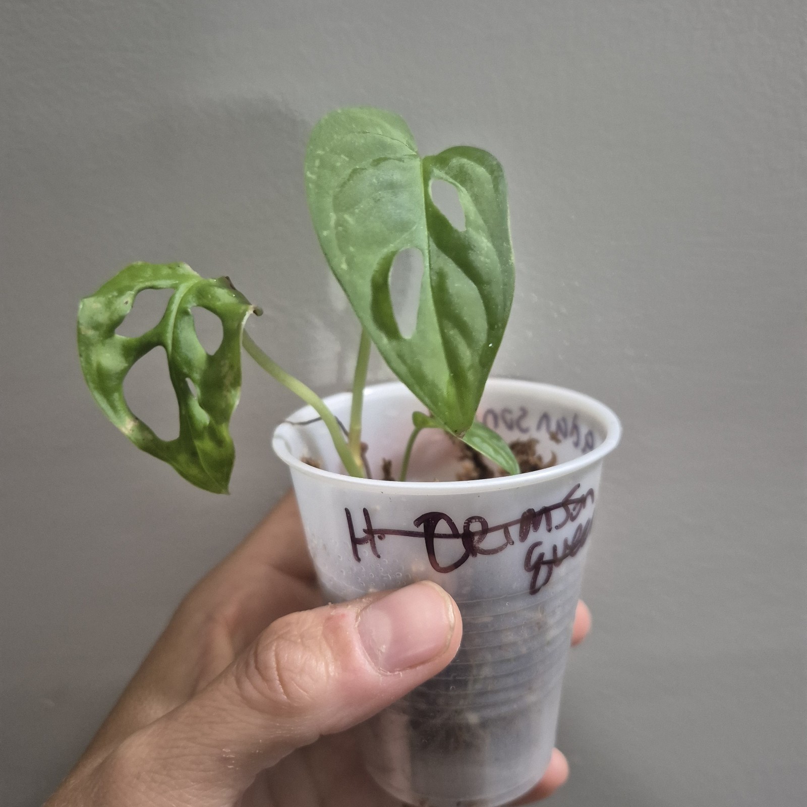 Monstera Adansonii – Monstera Swiss Cheese – 2.5 Inch – EXACT PLANT