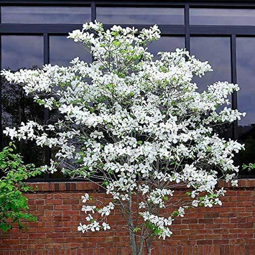 20 Flowering Dogwood Tree Seeds