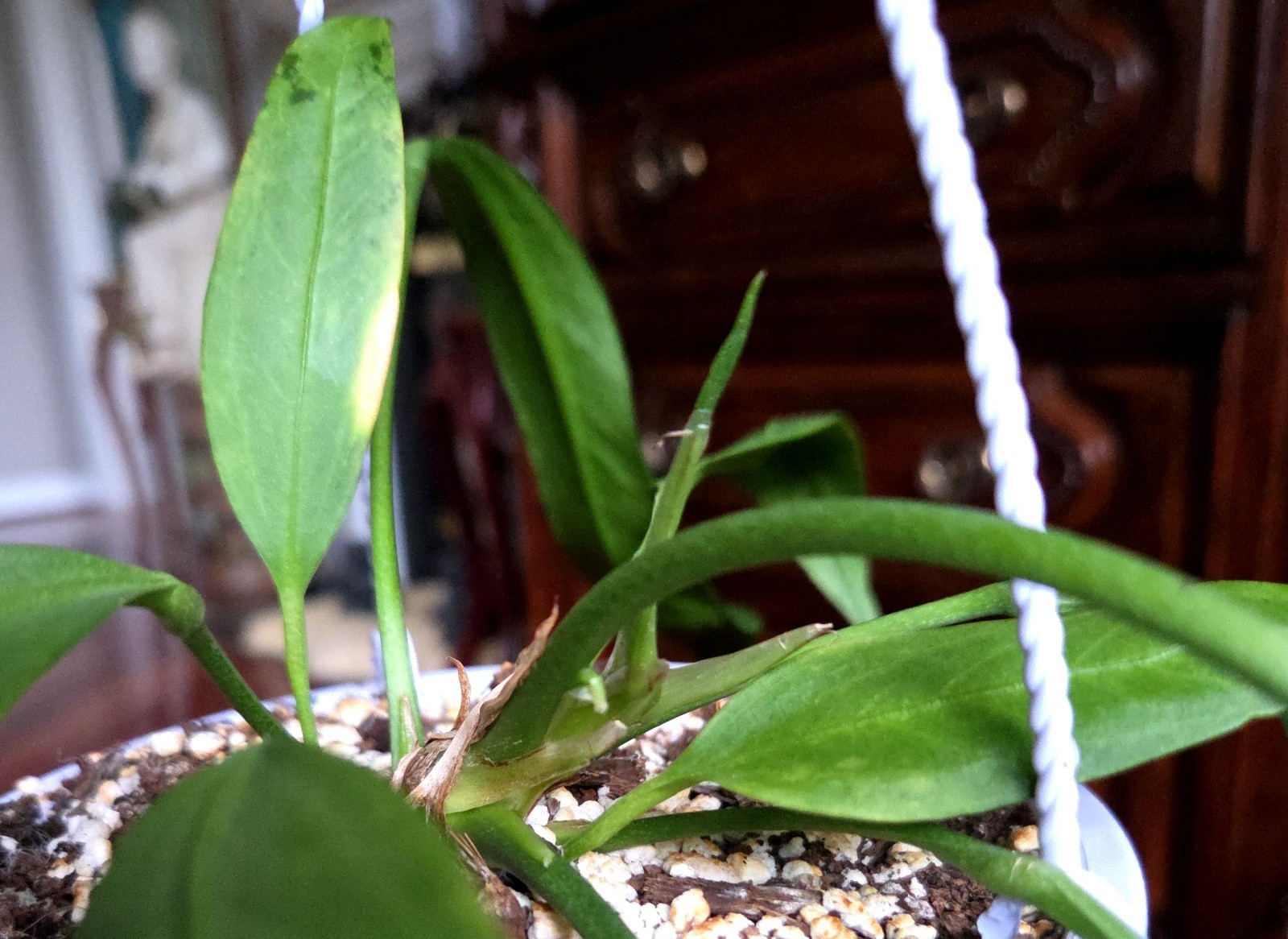 Rare XL Anthurium Vittarifolium 33″ Tall 28″ Leaves Not Philodendron Monstera