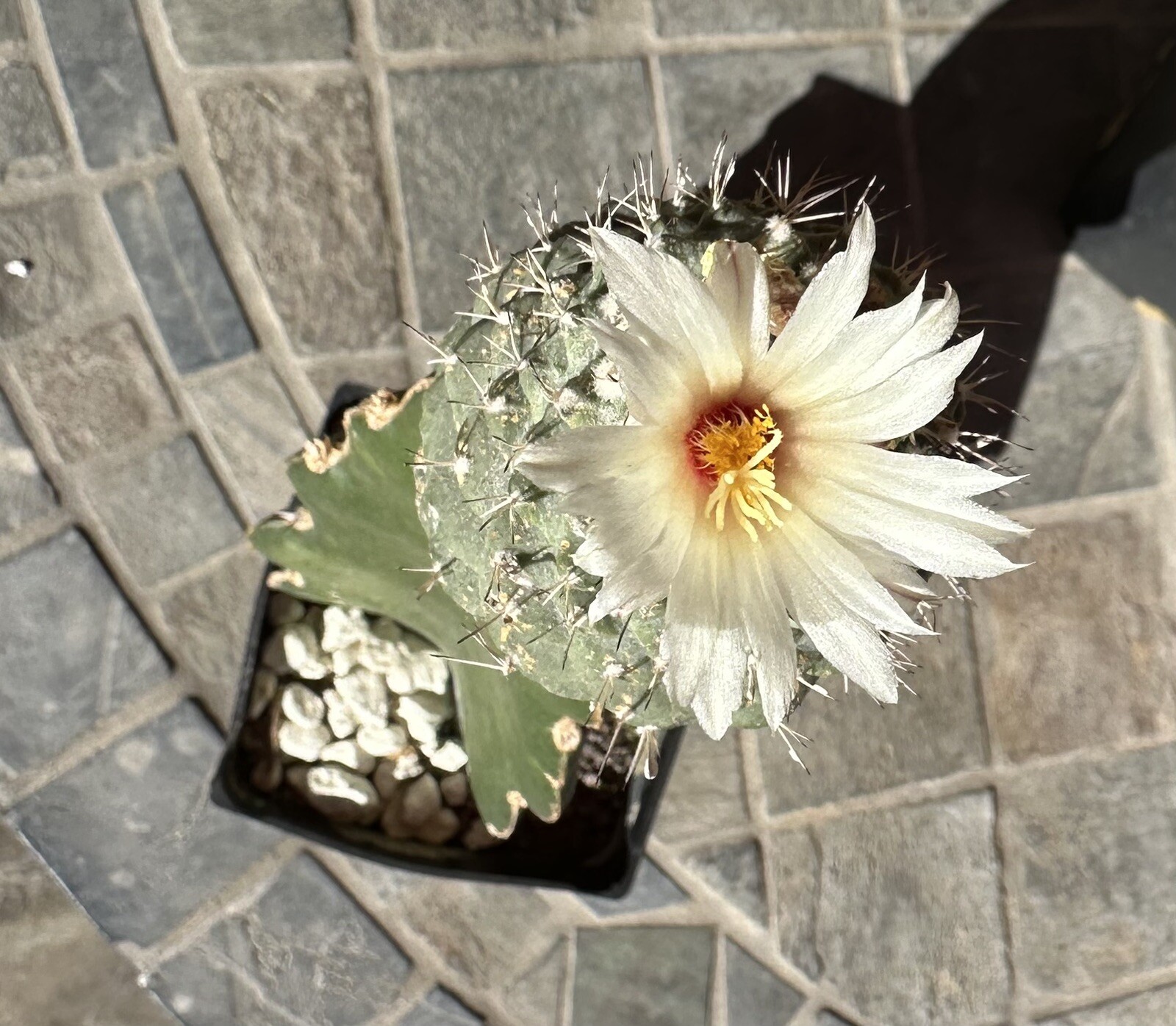 Strombocactus Disciformis, Grafted,7.0 Cm Diameter. Flowering Plant.