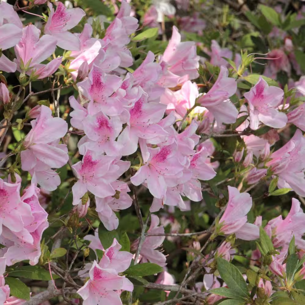 2.5 Qt. Azalea George L. Tabor Flowering Shrub with White and Pink Blooms