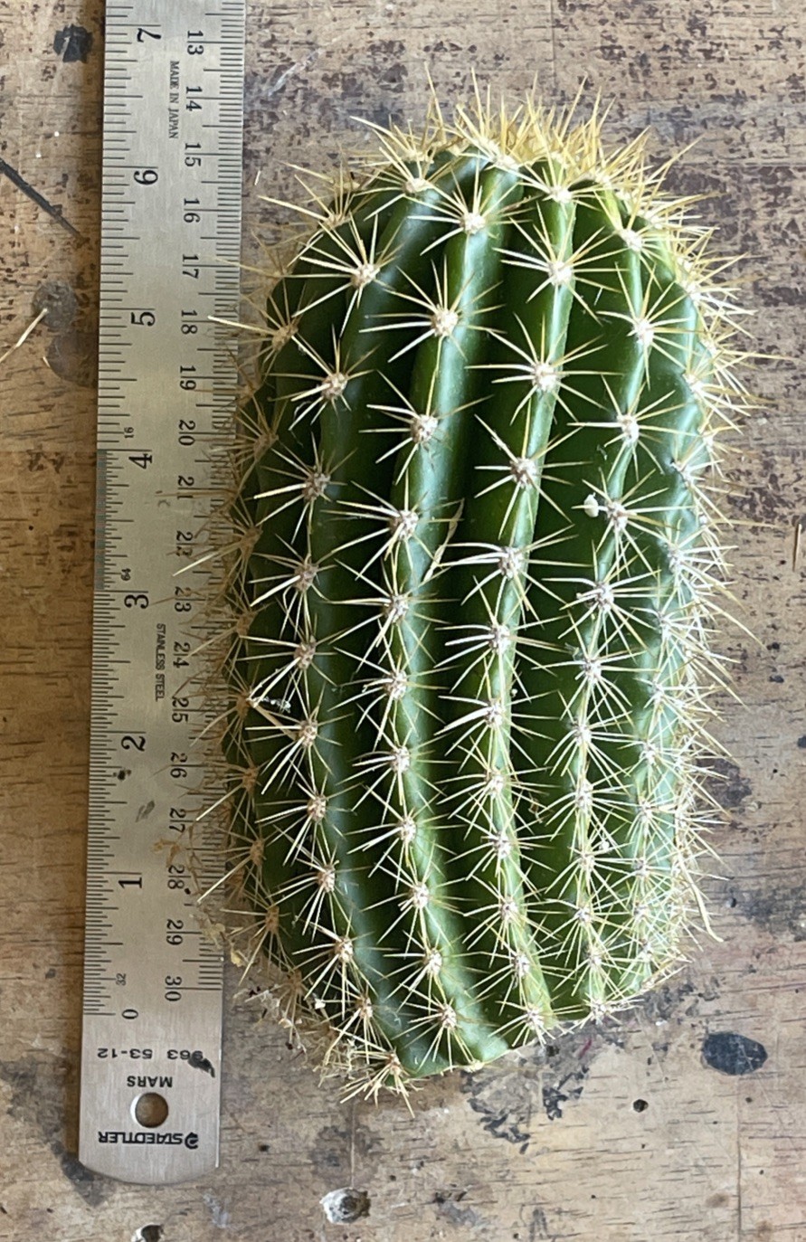 Echinopsis hybrid ‘Flying Saucer’, medium cured rootless stem B