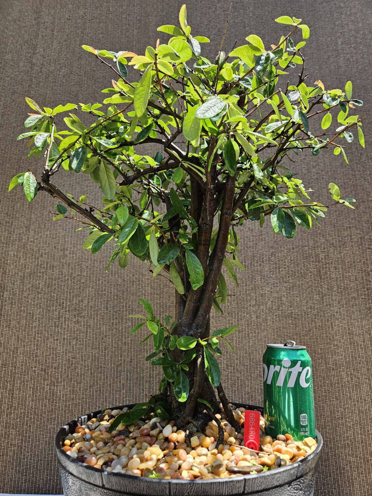 Old Japanese Flowering Quince ( Toyo- Nishiki -Quince ) Bonsai Tree,,, SALE