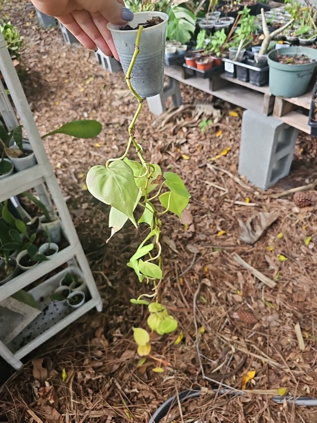 XL 30″ Rooted Neon Pothos 2,5″ POT rooted plant NO CUTTING